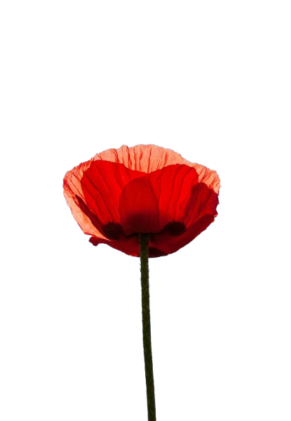 Fleur